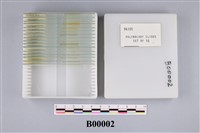 藏品(孢粉玻片)的圖片